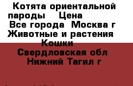 Котята ориентальной пароды  › Цена ­ 12 000 - Все города, Москва г. Животные и растения » Кошки   . Свердловская обл.,Нижний Тагил г.